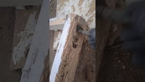 гниёт дерево что делать или как сделать дерево чтоб не гнило