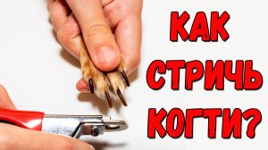 Как стричь собаке когти в домашних условиях