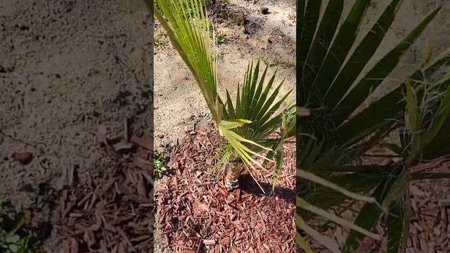 Washingtonia filifera