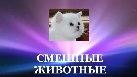 Подборка смешных видео с животными