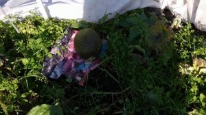 Выращивание дыни в Сибири Сорта Дыня Колхозница Сказка Вкусные в теплице в открытом грунте дыни 202