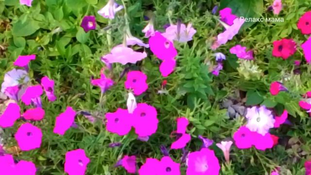 Музыка для сна, лечение хронической бессонницы/1 for sleep music, relaxing,попробуйте уснуть,стресс смотреть онлайн