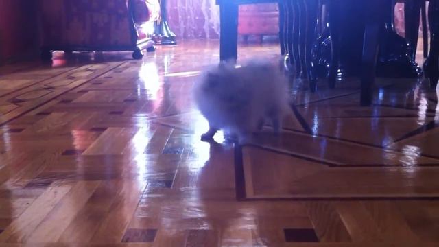 Шпиц. Щенок. Мой Кубик ) смотреть онлайн