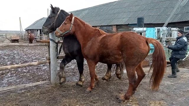 Жеребец захотел с Кобылкой? смотреть онлайн