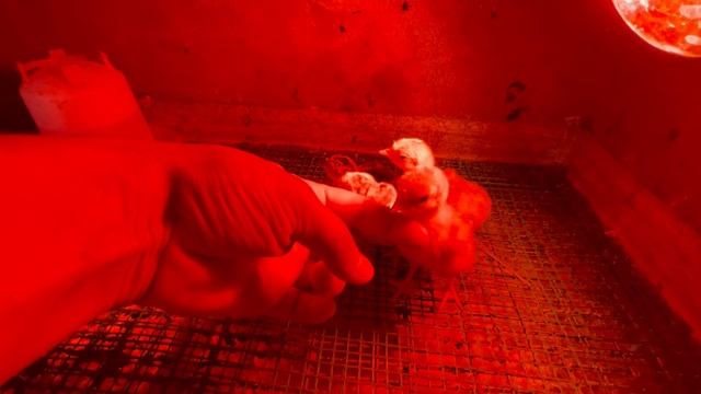 25-06-2023 смотреть онлайн