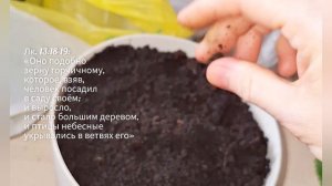 Высаживаю плектрантус. Рассуждаю о земле, которая дана человеку Богом
#бог #высадкаплектрантуса