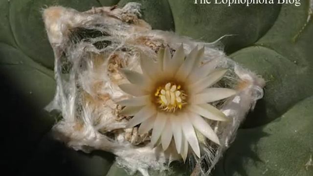 Flowering Lophophora diffusa cactus, time-lapse video смотреть онлайн