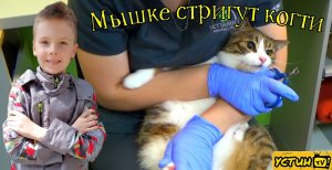 Кошке Мышке стригут когти. Кошке дают таблетку. Устин в ветеринарной клинике с кошкой.
