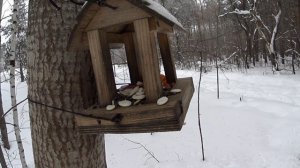 Зимний лес и кормушка для птиц [Winter forest and bird feeder]