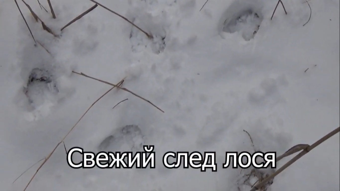 Загон на лося косули в загоне. Загон глазами загонщиков