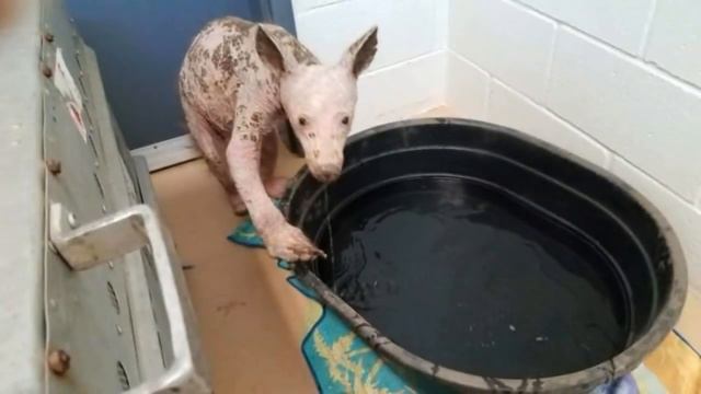 НАШЛИ ЧУПАКАБРУ. НО ЭТО ОКАЗАЛАСЬ САМАЯ МИЛАЯ ЧУПАКАБРА смотреть онлайн