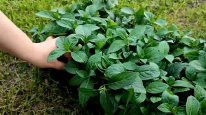 Ампельная гортензия "Сбежавшая невеста" (кассета 96 шт)