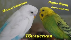 Наши птички?❤? / Занимаемся? / Варю борщ? / Тбилисская