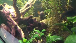 Аквариум-травник (месяц)