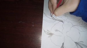 Как нарисовать гибискус карандашом.