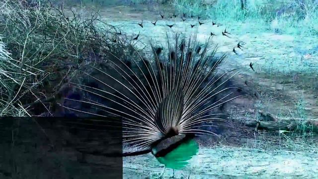 Pink Peacock Dancing And Calling ? पिंक मोर कहाँ मिलते हैं? смотреть онлайн