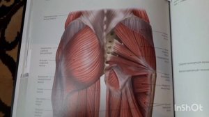 Болит анус, копчик, промежность? Может это геморой? Оказалось - это опять спазм глубоких мышц ягодиц