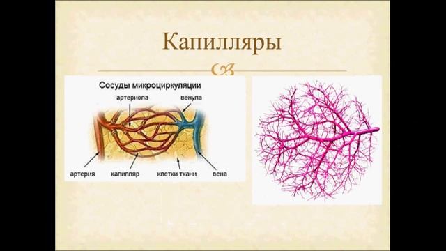 Транспортные системы организма. Урок биологии.