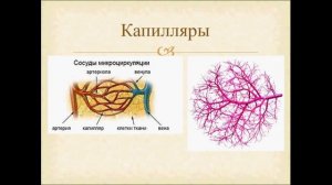 Транспортные системы организма. Урок биологии.