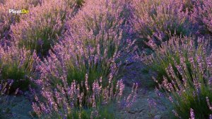 The 7 Best Plants for a Gravel Garden 🌼✨ // Drought Tolerant Plants ☀️✨