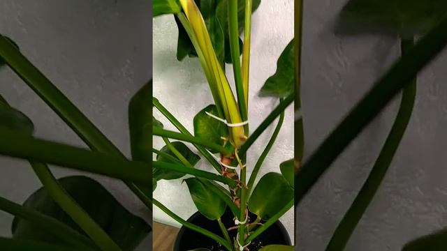 Филодендрон Империал Грин Philodendron Imperial Green