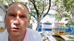 Как собрать прополис.