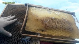 Недостатки украинского улья из моего опыта. выбрал дадан.