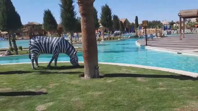 Jungle Аквапарк Hurghada 5 * Джунгли отель!900 м до моря. #хургада #египет