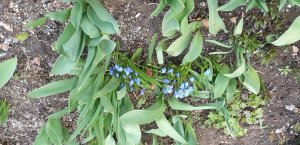 Весна 2024 Шуваловский пр.Осень 2023 Цветы