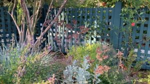 THE NEW POLLINATOR GARDEN at GAMBLE GARDEN in PALO ALTO, CALIFORNIA with MOSTLY CALIFORNIA NATIVES