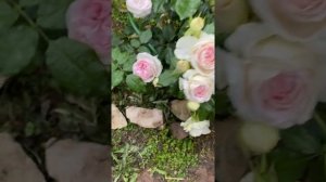 Роза Пьер Де Ронсар после сильного дождя с июле
