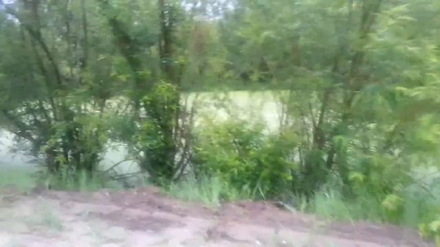 Ряска как индикатор повышенного содержания биогенов в воде... смотреть онлайн