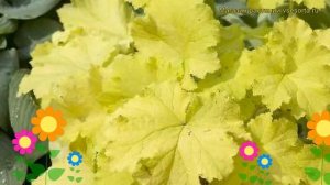 Гейхера гибридная Писташе. Краткий обзор, описание характеристик, где купить саженцы