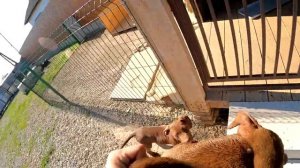 ВОЛК НАПАдал пока разнимал агоп