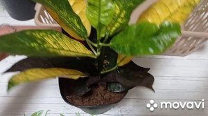 Комнатные цветы. Распаковка посылки с отличными комнатными растениями.