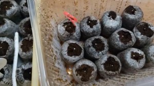 Какие цветы сеять в декабре - январе? Посев петунии, сурфинии, калиброхао, эустомы.