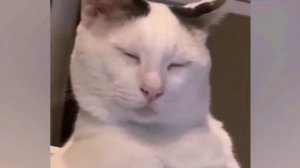 Подборка смешных животных ? Приколы с котами и собаками ?