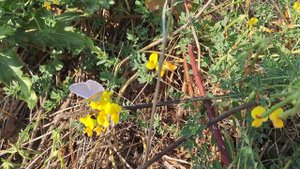 ЛЯДВЕНЕЦ РОГАТЫЙ и модоносные пчёлки !!!