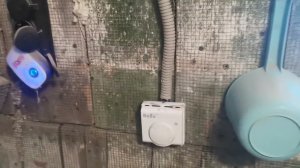 Зима не уходит. Куры раздеваются. Обогреватель прошел испытания.