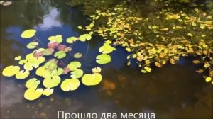 Как избавиться от цветения воды в пруду  Как сделать биоплато