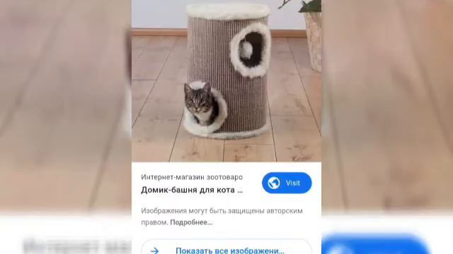 Что нужно для котёнка в дом. смотреть онлайн
