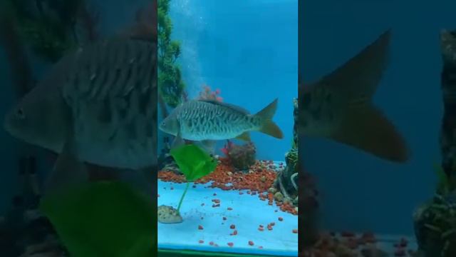 Морской аквариум в Анапе, Краснодарский край, Чёрное море. смотреть онлайн