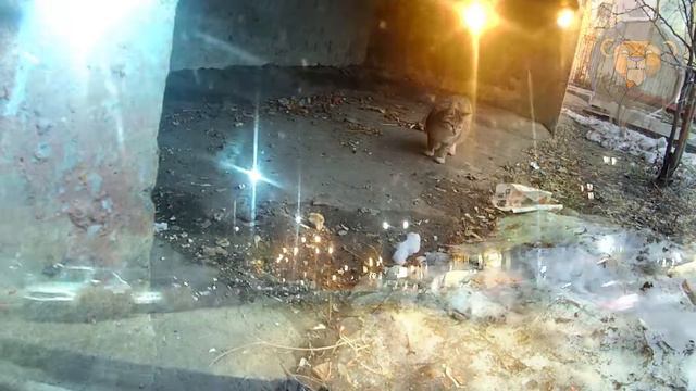 БУДНИ ВОЛОНТЕРА смотреть онлайн