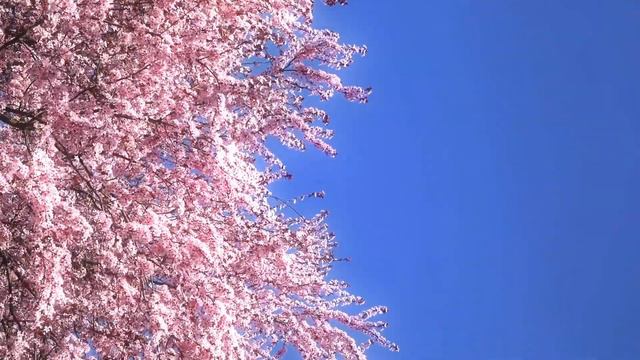 Japanese Flute Relaxing Music to Sleep and Study | Flow Music смотреть онлайн