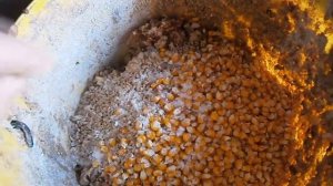 Зимовка мускусных уток