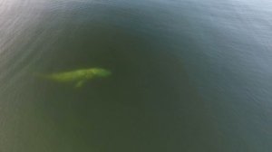 Серый кит около мыса Чаплина