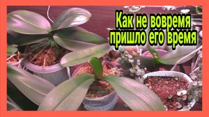 ЧП у моих ОРХИДЕЙ  Светильники не вечны ЭТО ВСЁ что МОГУ СКАЗАТЬ об этой приблуде.