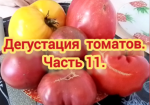 Дегустация томатов. Часть 11.