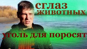 уголь для свиней__сглаз животных.mp4