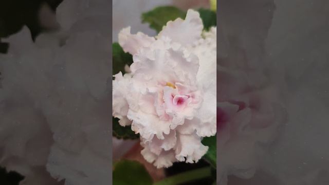 Полный роспуск фиалки Белый Медведь смотреть онлайн